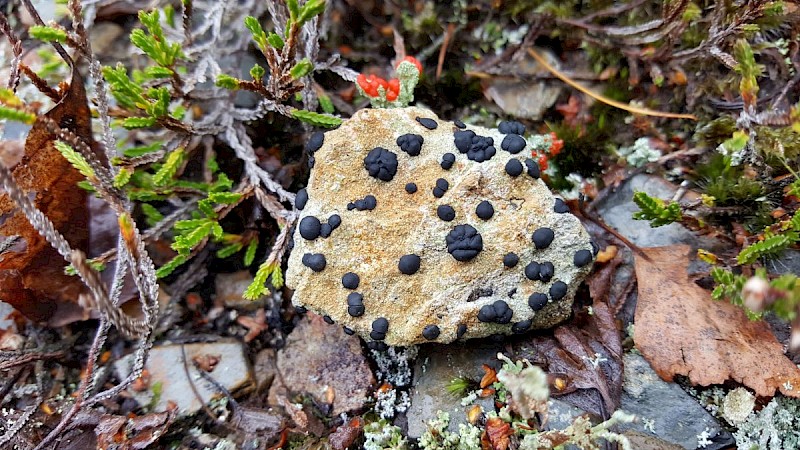 Porpidia macrocarpa - © Barry Stewart