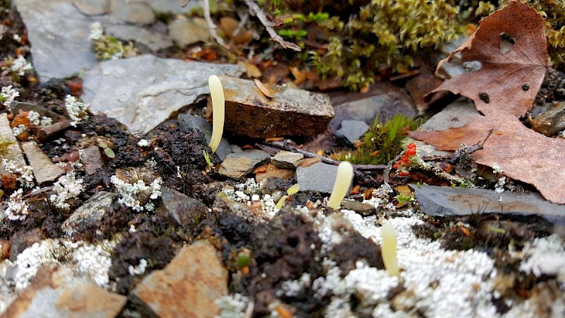 Clavaria argillacea - © Barry Stewart