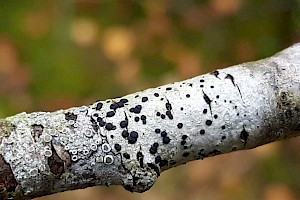 Buellia disciformis Boreal Button Lichen