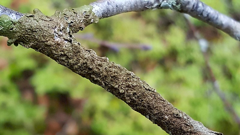 Melanelixia subaurifera - © Barry Stewart