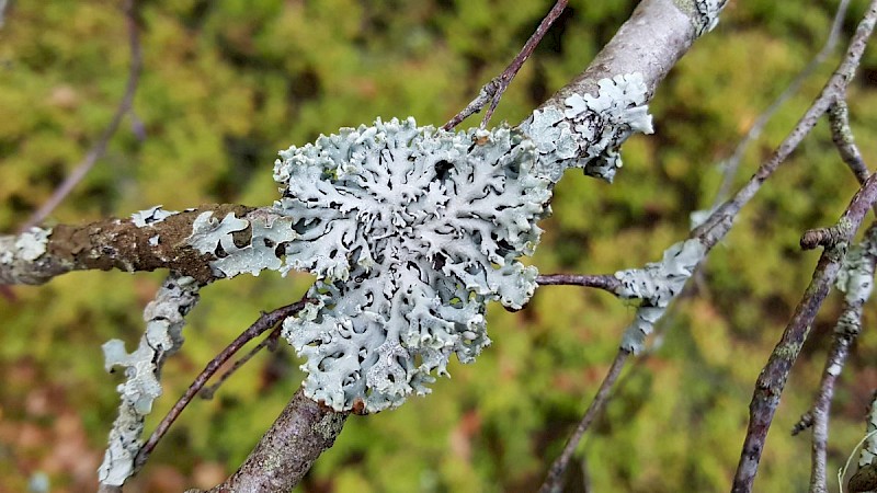 Hypogymnia physodes - © Barry Stewart