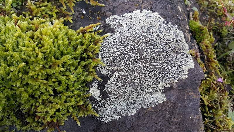 Protoparmeliopsis (Lecanora) muralis - © Barry Stewart