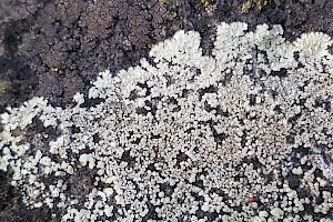 Protoparmeliopsis (Lecanora) muralis Stonewall Rim-lichen