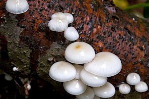 Oudemansiella mucida Porcelain Fungus