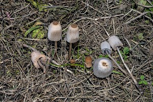 Parasola plicatilis Pleated Inkcap