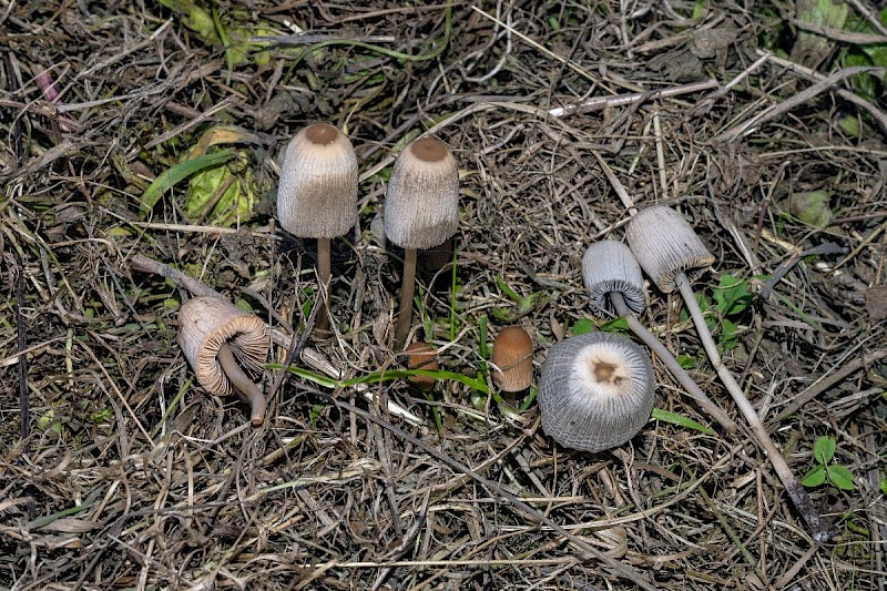 Parasola plicatilis - © Charles Hipkin