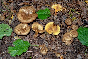 Paxillus rubicundulus Alder Rollrim