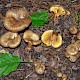 Paxillus rubicundulus