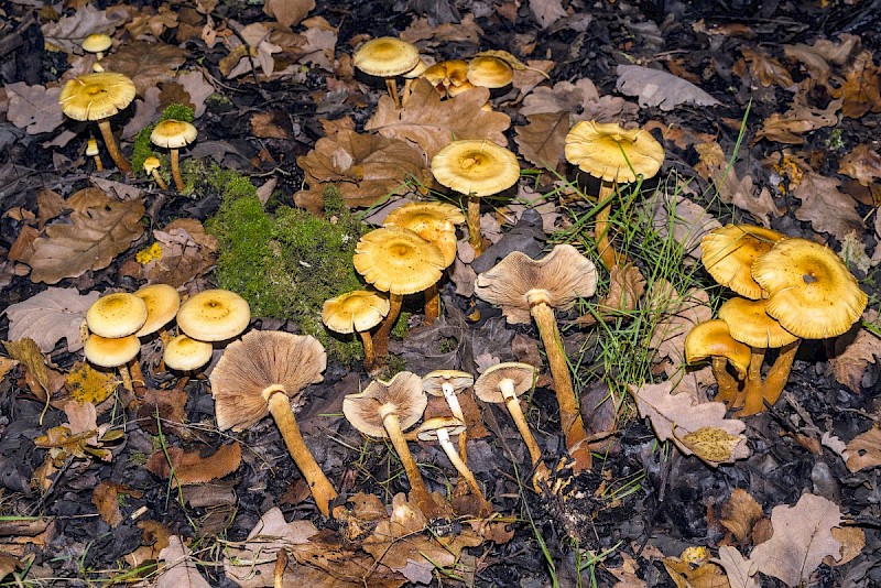 Pholiota alnicola - © Charles Hipkin