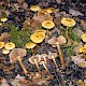 Pholiota alnicola