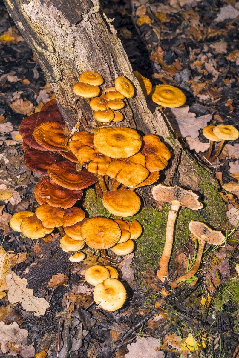 Pholiota alnicola - © Charles Hipkin