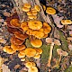 Pholiota alnicola