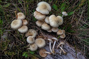 Pholiota gummosa Sticky Scalycap