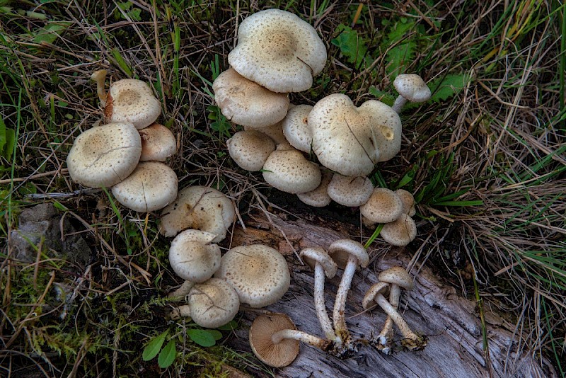 Pholiota gummosa - © Charles Hipkin