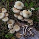 Pholiota gummosa