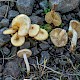 Pholiota gummosa