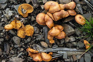 Pholiota spumosa 