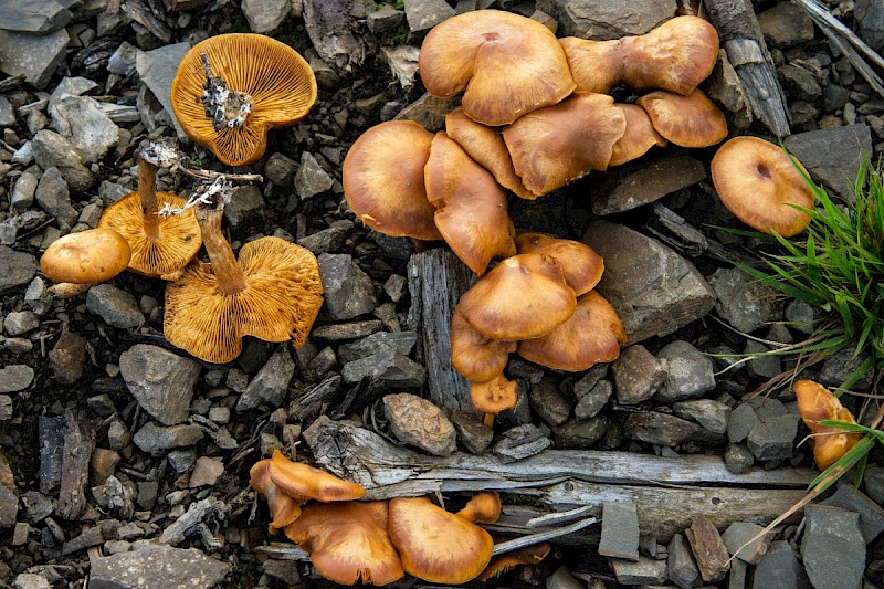 Pholiota spumosa - © Charles Hipkin