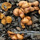 Pholiota spumosa