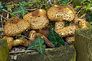 Pholiota squarrosa Shaggy Scalycap