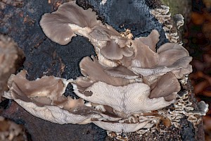 Pleurotaceae