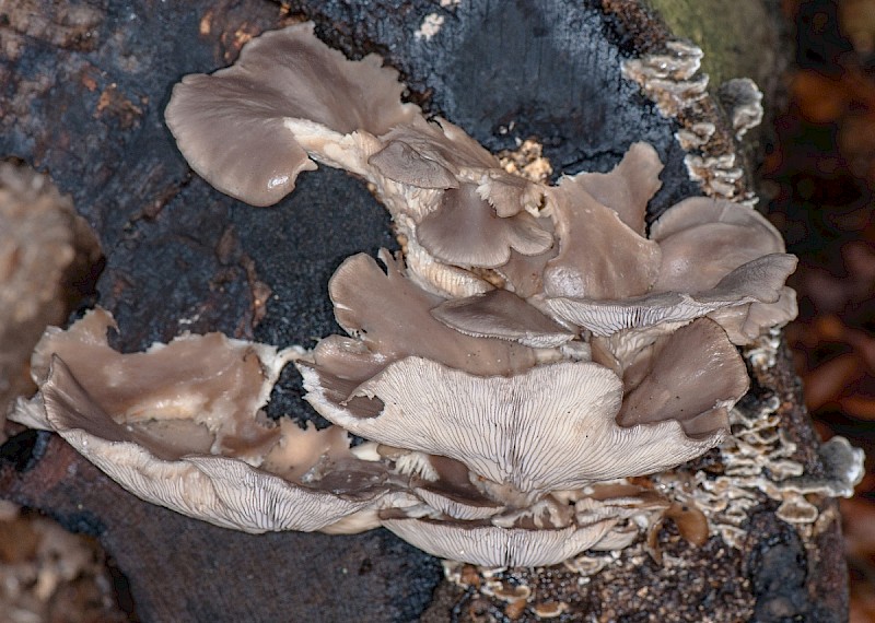 Pleurotus ostreatus - © Charles Hipkin