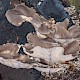 Pleurotus ostreatus