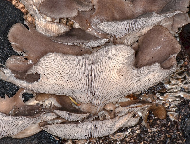 Pleurotus ostreatus - © Charles Hipkin