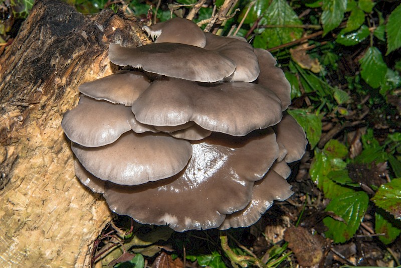 Pleurotus ostreatus - © Charles Hipkin