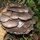 Pleurotus ostreatus