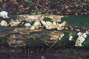 Pleurotus pulmonarius Pale Oyster