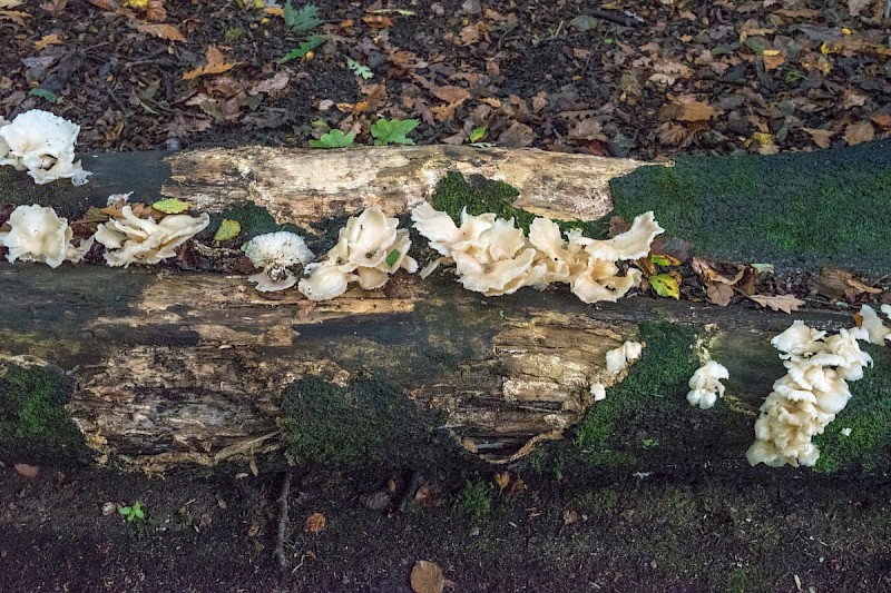 Pleurotus pulmonarius - © Charles Hipkin