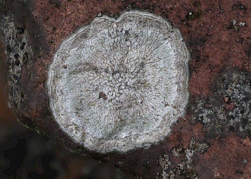 Lepra (Pertusaria) aspergilla - © Barry Stewart