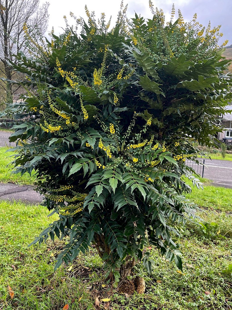 Mahonia x media - © Charles Hipkin