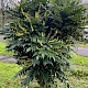 Mahonia x media