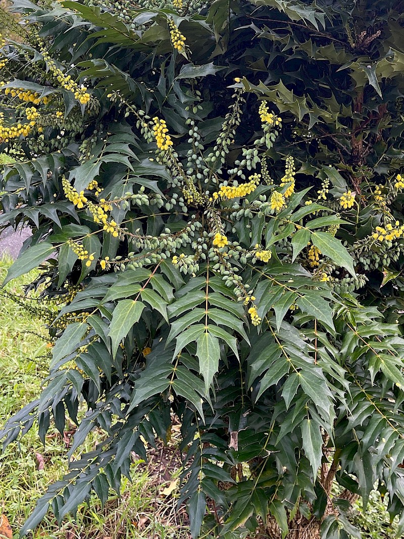 Mahonia x media - © Charles Hipkin