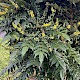 Mahonia x media