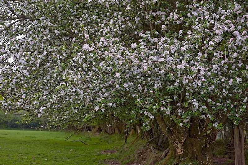 Malus sylvestris - © Charles Hipkin