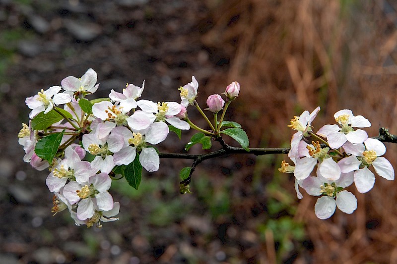 Malus sylvestris - © Charles Hipkin