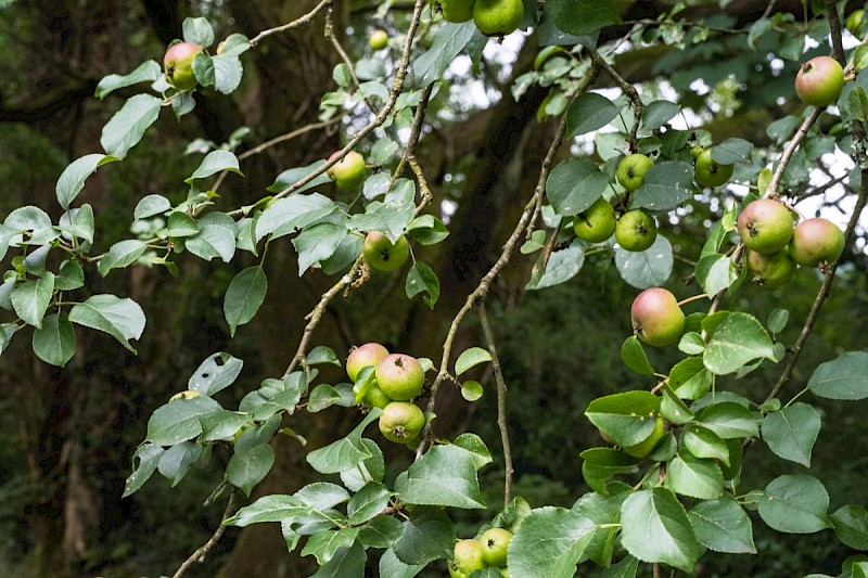 Malus sylvestris - © Charles Hipkin