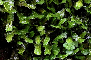 Fissidens adianthoides Maidenhair Pocket-moss