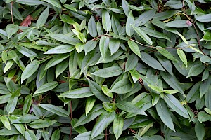 Lonicera henryi Henry's Honeysuckle