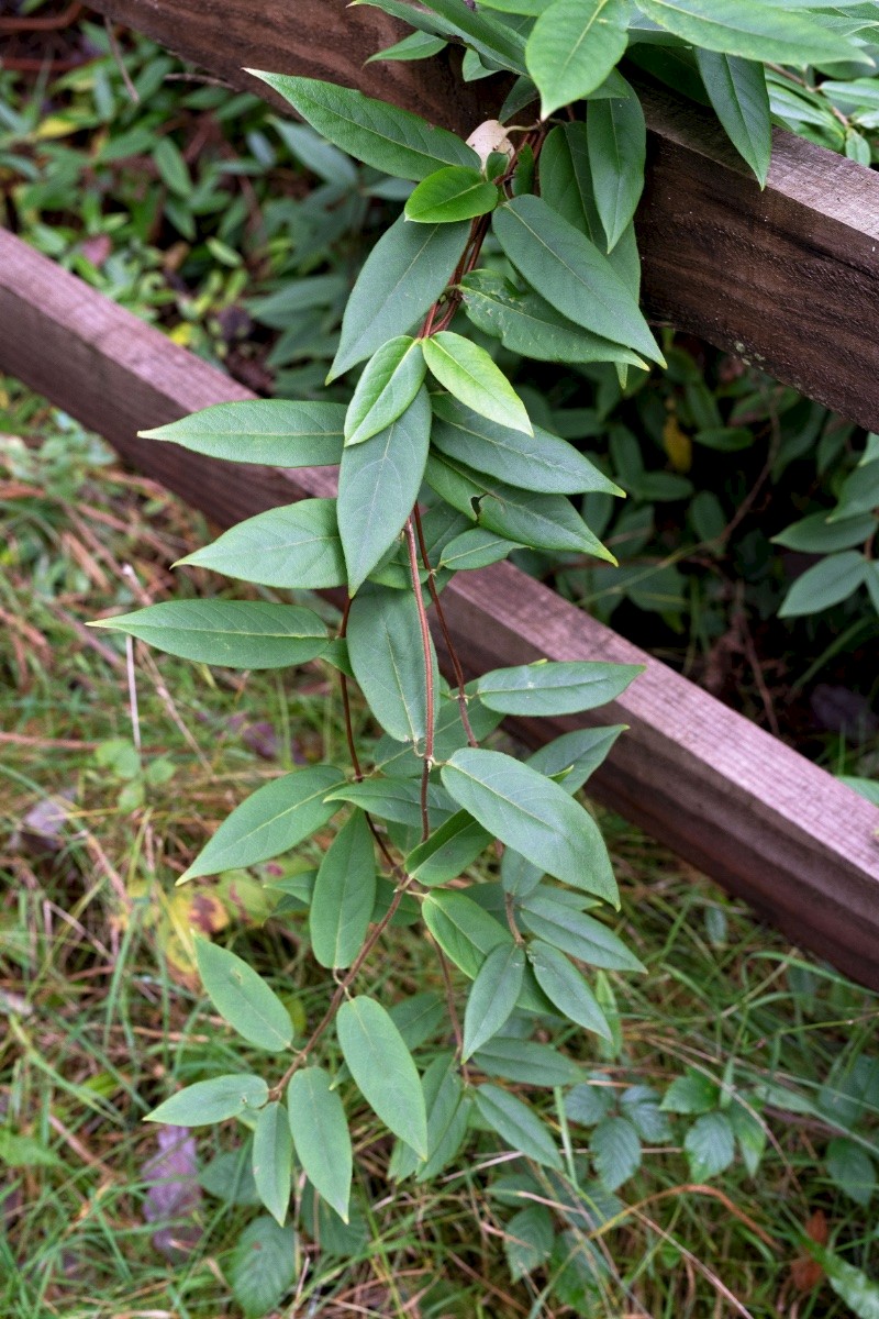 Lonicera henryi - © Charles Hipkin