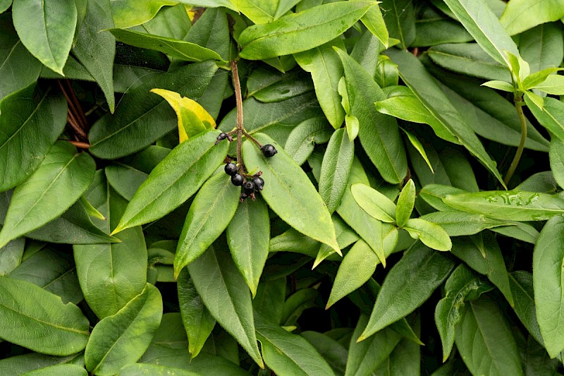 Lonicera henryi - © Charles Hipkin