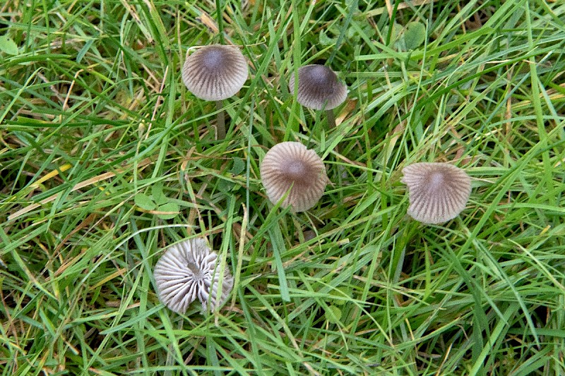 Mycena aetites - © Charles Hipkin