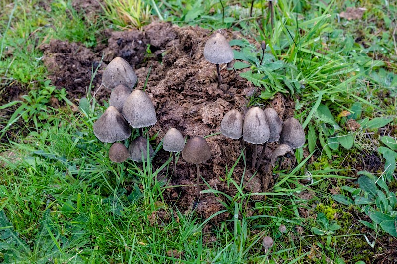 Panaeolus semiovatus - © Charles Hipkin