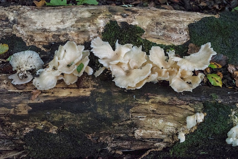 Pleurotus pulmonarius - © Charles Hipkin