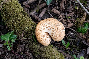 Polyporus squamosus Dryad's Saddle