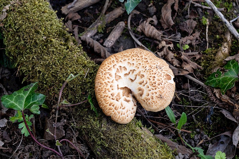 Polyporus squamosus - © Charles Hipkin