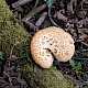 Polyporus squamosus